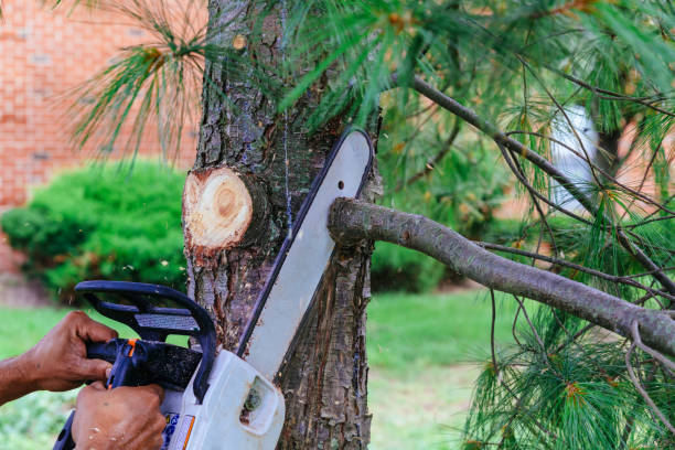 Why Choose Our Tree Removal Services in Simpsonville, KY?